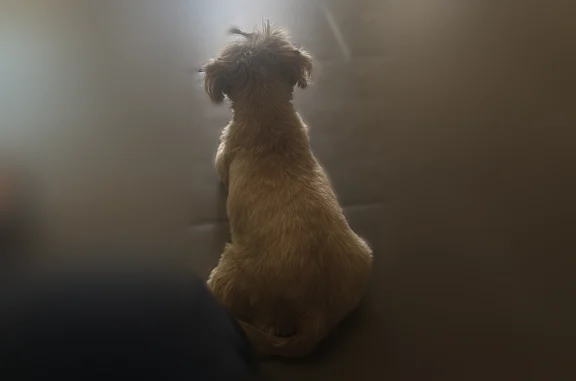 Lost dog, Lieutenant Joe Magallanes Road, 813, Socorro - female, brown coat, brown eyes - photo