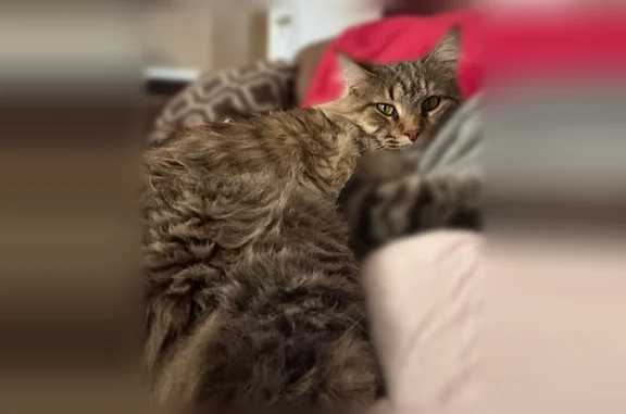 Lost cat, South 36th Street, South Bend - male, long-haired brown tabby, no collar - photo