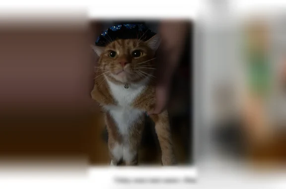 Lost pets Queens, photo: Lost cat, Stephen Street, 16-57, Queens