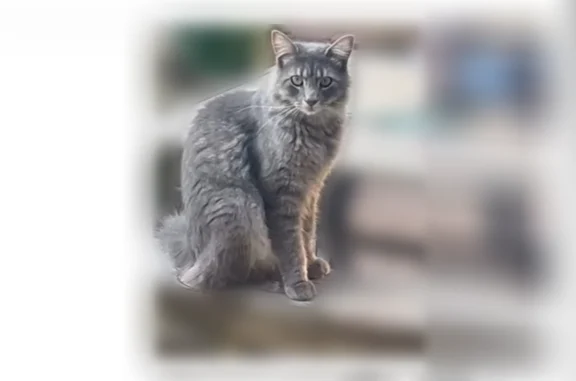 Lost cat, Tolson Road, 320, Lafayette - male, microchipped, neutered - photo