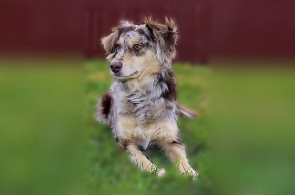 Lost pets Peyton, photo: Lost dog, female, Judge Adams Road, 3623, Elizabeth, Peyton - 35-pound mini Aussie with a tail