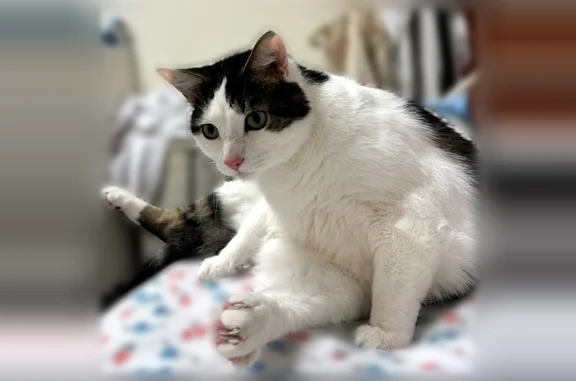 Lost pets New York, photo: Lost cat, Avenue H, 1402, Brooklyn - male, 18 lbs, white/tabby