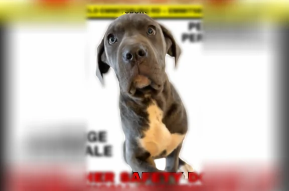 Lost dog, female, Old Emmitsburg Road, 16617, Emmitsburg - blue Cane Corso - photo