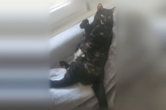 Chat perdu, Montgermont, photo: Perdu chat femelle, Boulevard d'Émeraude, 7, Montgermont - noir avec taches marron et blanc