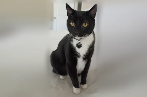 Lost cat, North Broadmoor Lane, Irving - male, responds to Hannibell - photo
