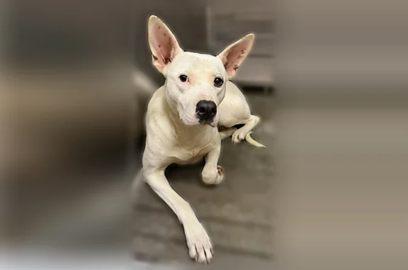 Lost pets Dothan, photo: Lost dog, Dothan, Alabama - female