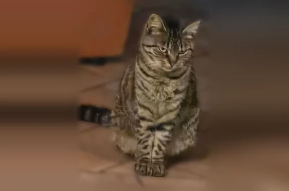 Chat perdue, Route de Saint-Martin, 1488, Ménestreau-en-Villette - chatte européenne tigrée - photo