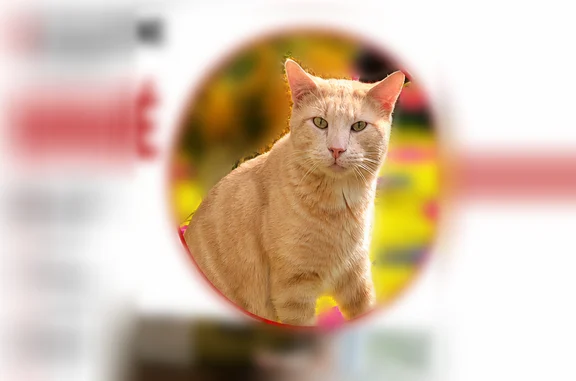 Chat perdu, Marseille, photo: Chat perdu, Rue Lesueur, Vitry-sur-Seine, Marseille - mâle roux très clair, tatoué dans l'oreille