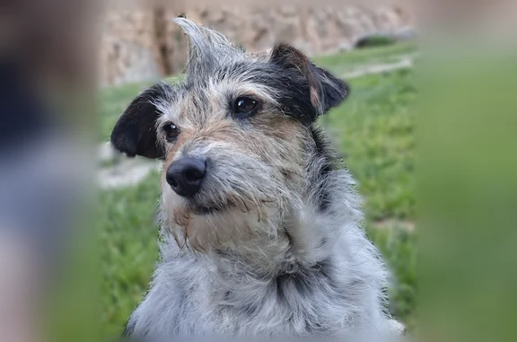 Animaux perdus Paris, photo: Perdu chien femelle, Chamonix-Mont-Blanc, Auvergne-Rhône-Alpes - petite croisée jack fox terrier sans collier