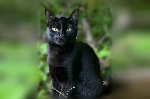 Animaux perdus Sucy-en-Brie, photo: Chat perdu, Rue de la Forêt aux Moines, 14, Sucy-en-Brie - femelle, tout noir