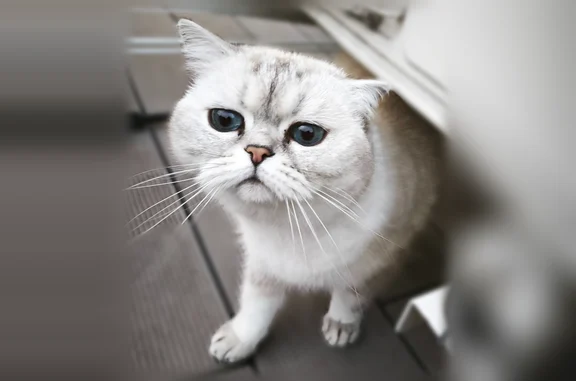 Animaux perdus Ris-Orangis, photo: Chat perdu, Sente du Vivier, Ris-Orangis - femelle British shorthair