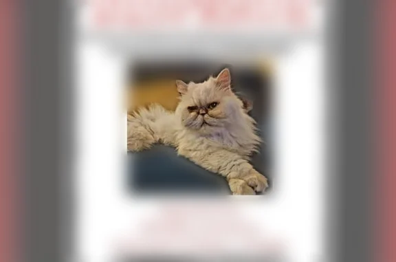 Animaux perdus Cugand, photo: Chat perdu, Rue du Bas Fradet, Cugand - persan crème