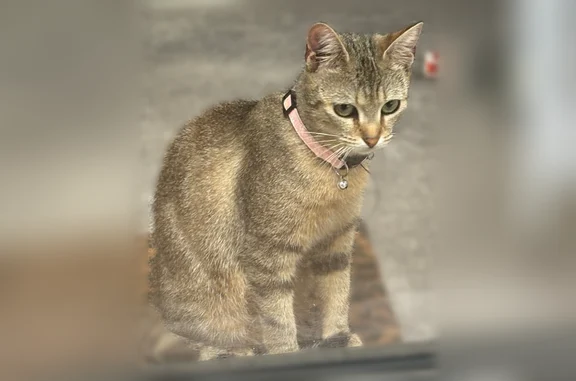 Chat perdu femelle, Grand Rue, 62, Jaunay-Marigny, Paris - collier rose, tigré - photo