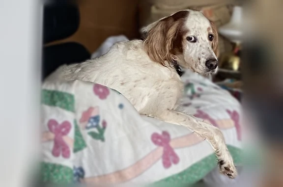 Animaux perdus Anglet, photo: Chien perdu, Anglet - mâle, setter anglais, puce