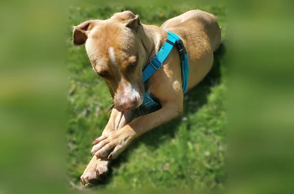 Lost dog, New Brighton, Minnesota, Lakeland - female, tan with a little white on her head - photo