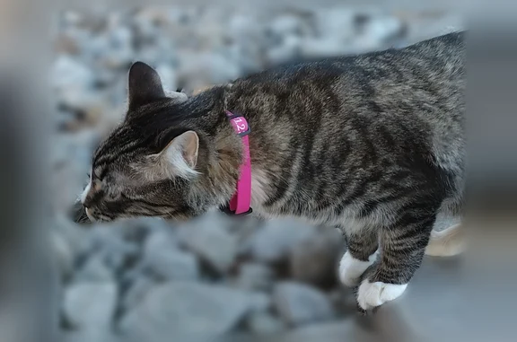Lost cat, Clear Water Drive, 26, Stansbury Park, Tooele - female, shy, pink collar - photo