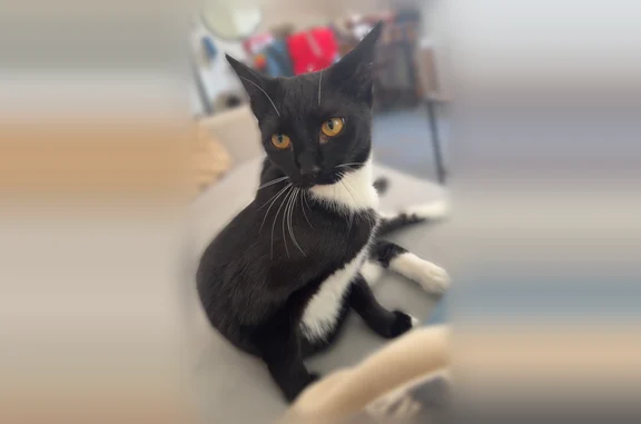 Chat perdu, Rue Colson, 17, Vouziers, Sault-lès-Rethel - femelle, chaton noir et blanc, pucé - photo