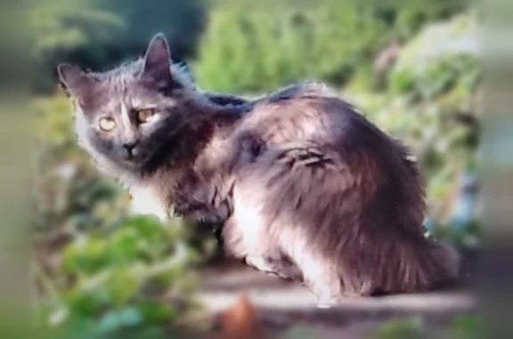 Chat perdu, Paris, photo: Chat perdu, Chemin de Barriot, 211, Loriol-du-Comtat, Paris - très longs poils gris et beige rosé