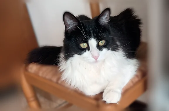 Chat perdu, Monteux, photo: Chat perdu, Boulevard Belle-Croix, 4, Monteux - femelle, noire et blanche, poils touffus