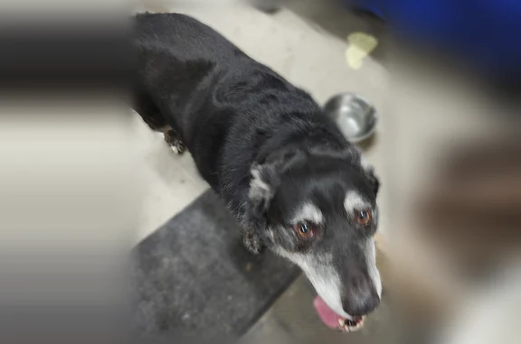 Found pets Missoula, photo: Found dog, Clark Street, 3055, Missoula - older, longer nails