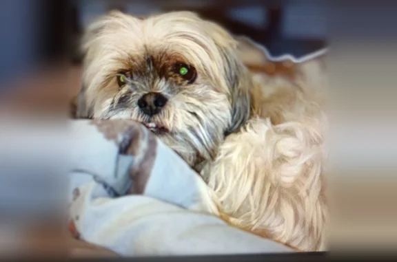 Missing dog Detroit, photo: Lost dog, Manor, 20469, Detroit - female, white and brown, microchipped