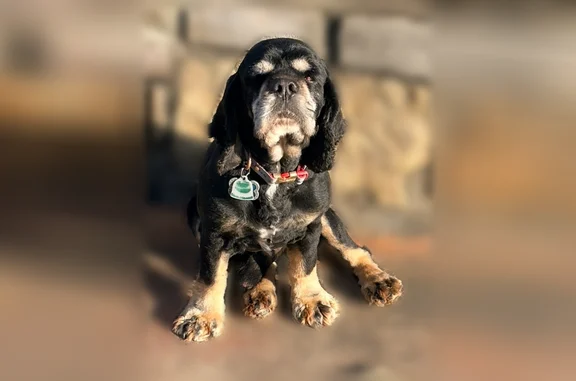 Lost pets Little Rock, photo: Lost dog, Trotter Lane, 80, Big Rock Township, Little Rock — male Cocker Spaniel