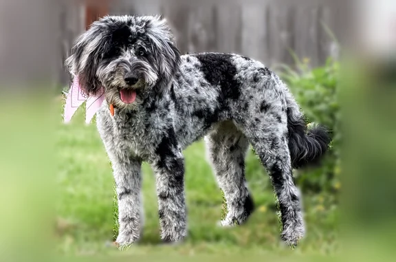 Missing dog Arlington, photo: Lost dog, 240th Street Northeast, 13310, Arlington - female, black and white fur, fluffy tail