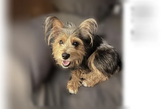 Lost dog, Chinkapin Drive, 488, Blue Ridge — male, microchipped - photo