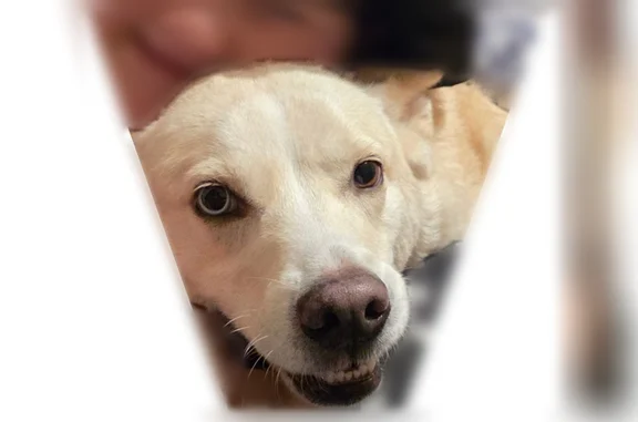 Lost pets Corpus Christi, photo: Lost dog, McArdle Road, 4399, Corpus Christi - male husky with heterochromia