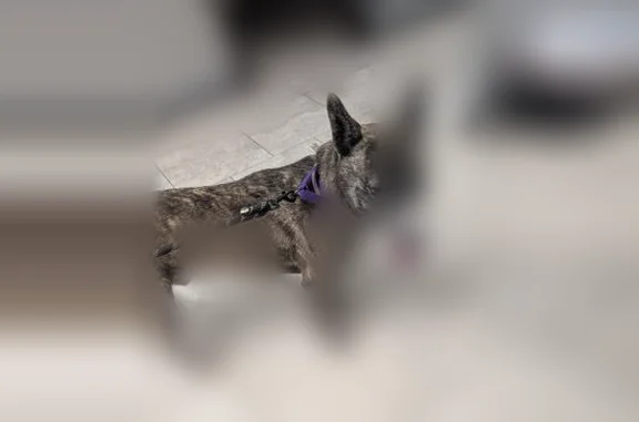 Lost dog, Saint Paul, Minnesota, St. Paul — very skittish and shy - photo