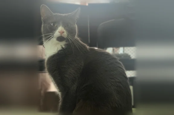Lost cat, Freeland Street, Worcester - female - photo