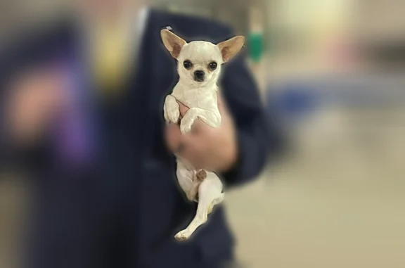 Missing dog Kansas City, photo: Lost dog, North Main Street, 6502, Kansas City - female