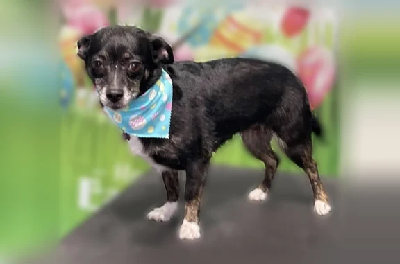 Lost dog, Icebreaker, 4050, Traverse City - female chihuahua mix - photo