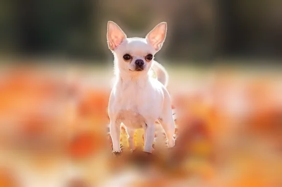 Missing dog Kansas City, photo: Lost dog, Circle Drive, 6227, Kansas City - female chihuahua, 5 pound, cream and white