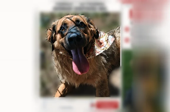 Lost dog, Southeast Atherton Circle, 2108, Bentonville, Fayetteville - female, German shepherd coloring - photo