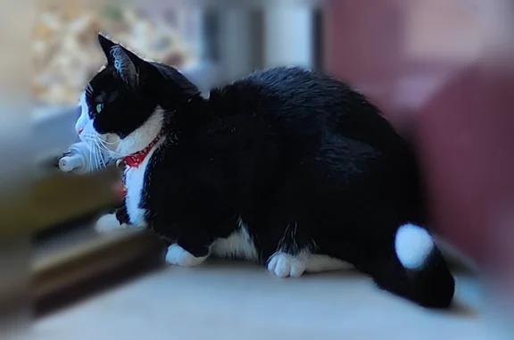 Missing cat Yorktown, photo: Lost cat, Hautz Way, 111, Yorktown - female, tuxedo, clipped left ear