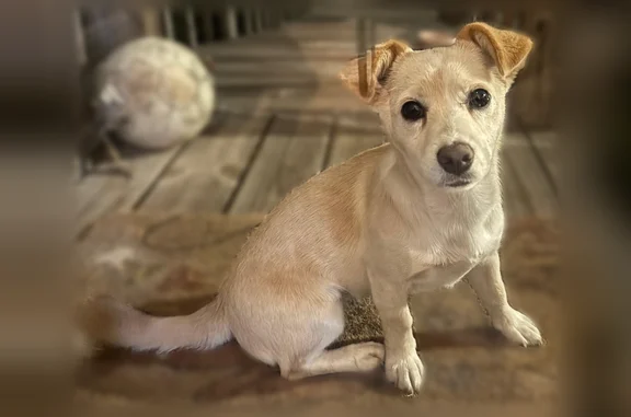 Lost dog, Northwest 109th Avenue, 988, Ocala - female Chihuahua mix - photo