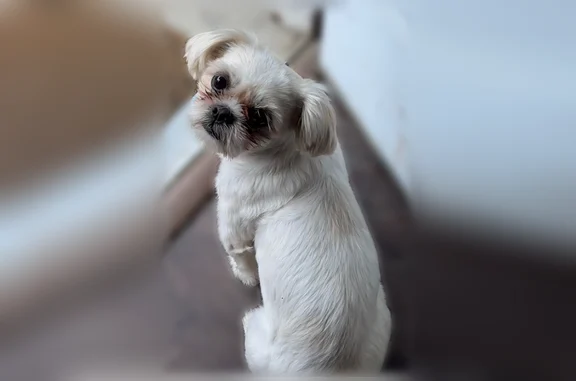 Lost dog, female, Cortland Avenue, 391, Syracuse - photo