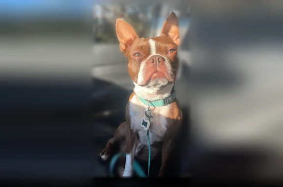 Lost dog, Parton Road, 1499, Canyon Lake, Port Lavaca - male, brown and white, not neutered - photo