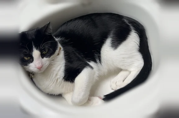 Lost pets Puyallup, photo: Lost cat, South Collins Road, 2709, Spokane Valley, Puyallup - male, tuxedo black and white, no collar