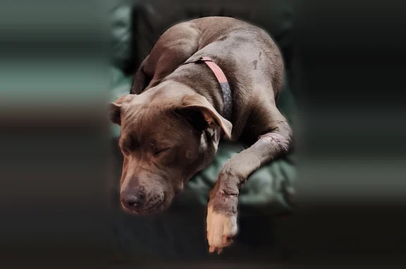 Lost dog, Mesick, Michigan, Arlington - female, blue with white chest and white paws - photo