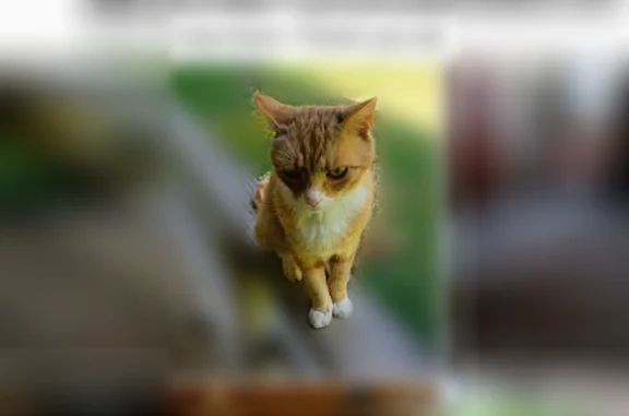 Lost cat, France Lane, 528, Maryville, Knoxville - male, feral, clipped ear - photo
