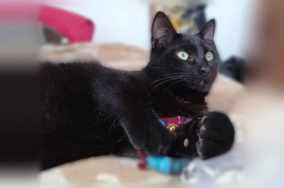Chat perdu, Rue Robespierre, 35, Montreuil, Paris - noir, yeux verts - photo