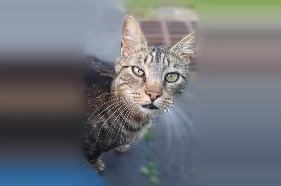 Animaux trouvés Paris, photo: Chat trouvé, Sentier des Ravins, Paris - en bonne santé et très câlin