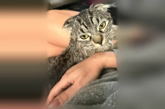 Lost pets Grand Junction, photo: Lost cat, Donogal Drive, 427, Grand Junction - female, Scottish Fold
