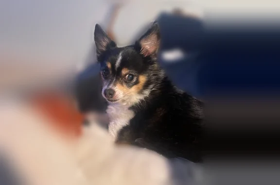 Missing dog Pigeon, photo: Lost dog, Clabuesch Street, 7068, Pigeon - male - hard of hearing
