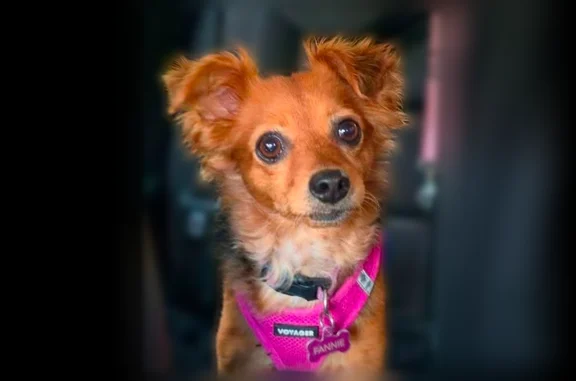 Missing dog Union, photo: Lost dog, Trout Run Road Back Valley, Laurel Branch, Union - female mixed breed, pink harness