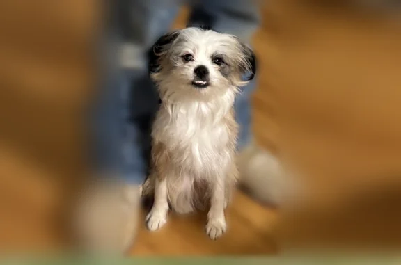 Lost dog, North Crockett Street, 2147, Sherman - small, brown, white, and black - photo