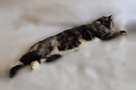 Chat perdu, Paris, photo: Perdu chat femelle, Route de Fonbeauzard, 44, Castelginest, Paris - habituée à sortir