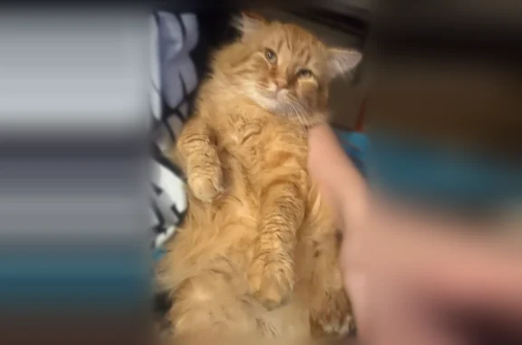Missing cat Winner, photo: Lost cat, Adams Street, 517, Winner - male, orange long coat